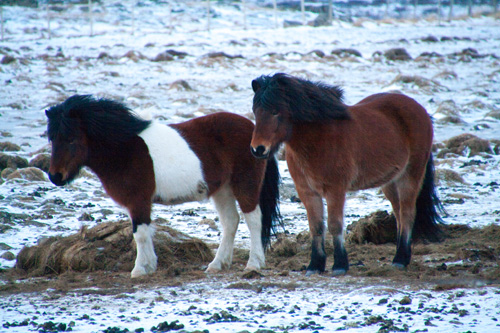 IJsland in de winter – Witte&nbsp;wereld