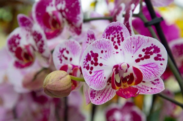 61 orchidee