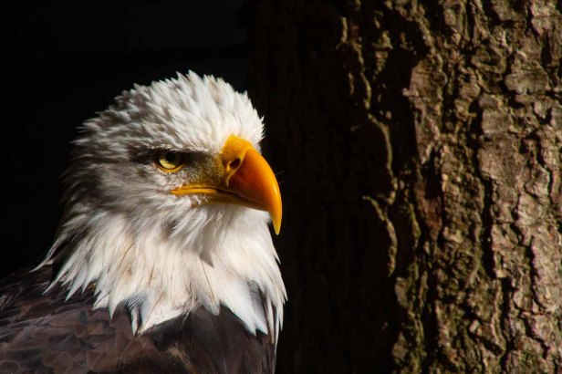 Roofvogels van dichtbij
