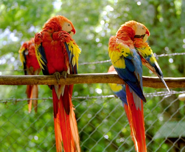 01 papegaaien