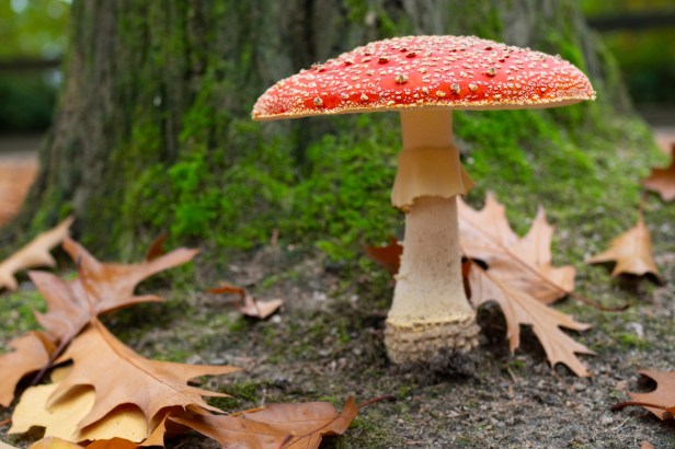 Rood met witte&nbsp;stippen