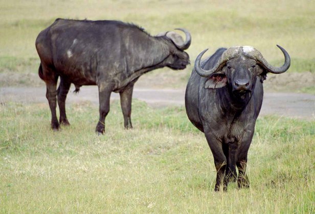Bijna Big Five