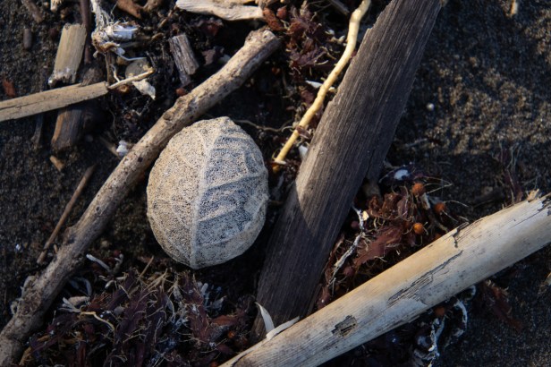 Strand en cocosnoten