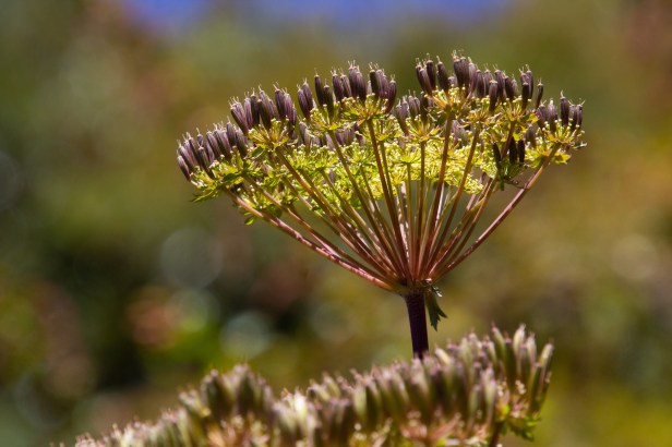 Wandelen naar de&nbsp;vulkaan