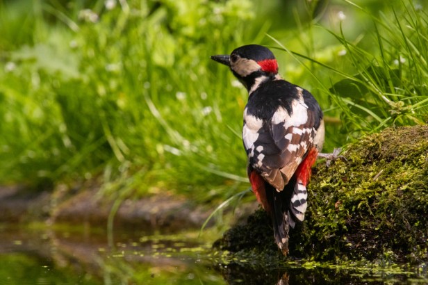 Vogelhut