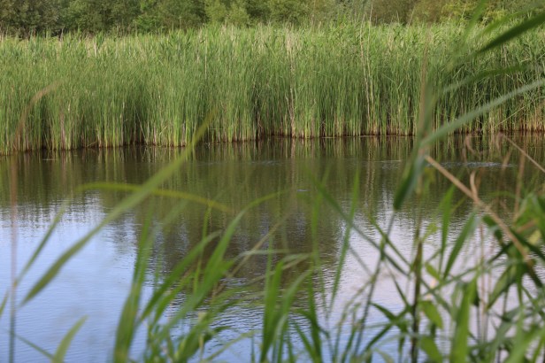 Speuren naar de grote&nbsp;karekiet
