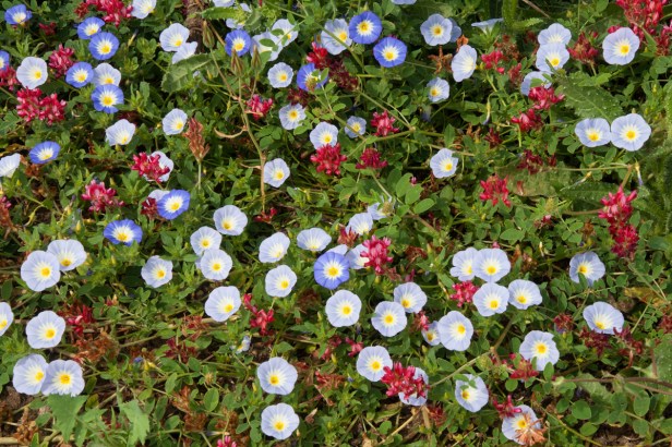 Betoverende bloemenpracht bij de ruïnes van Baelo&nbsp;Claudia