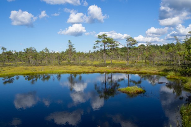 Moeraswandeling Knuthöjdsmossen