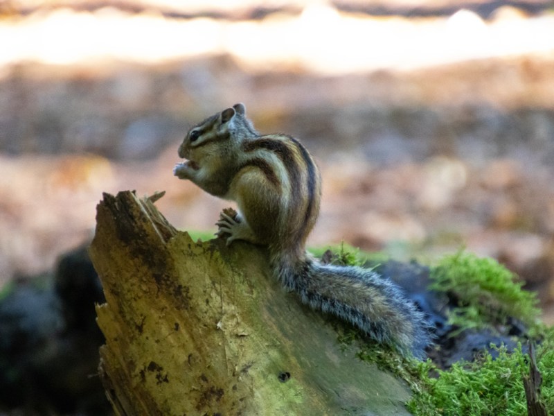 Verdwaalde eekhoorns