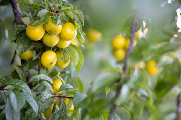 Zomeravond bij Jan&nbsp;Sobieski