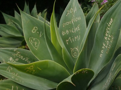 Tuinieren voor gevorderden