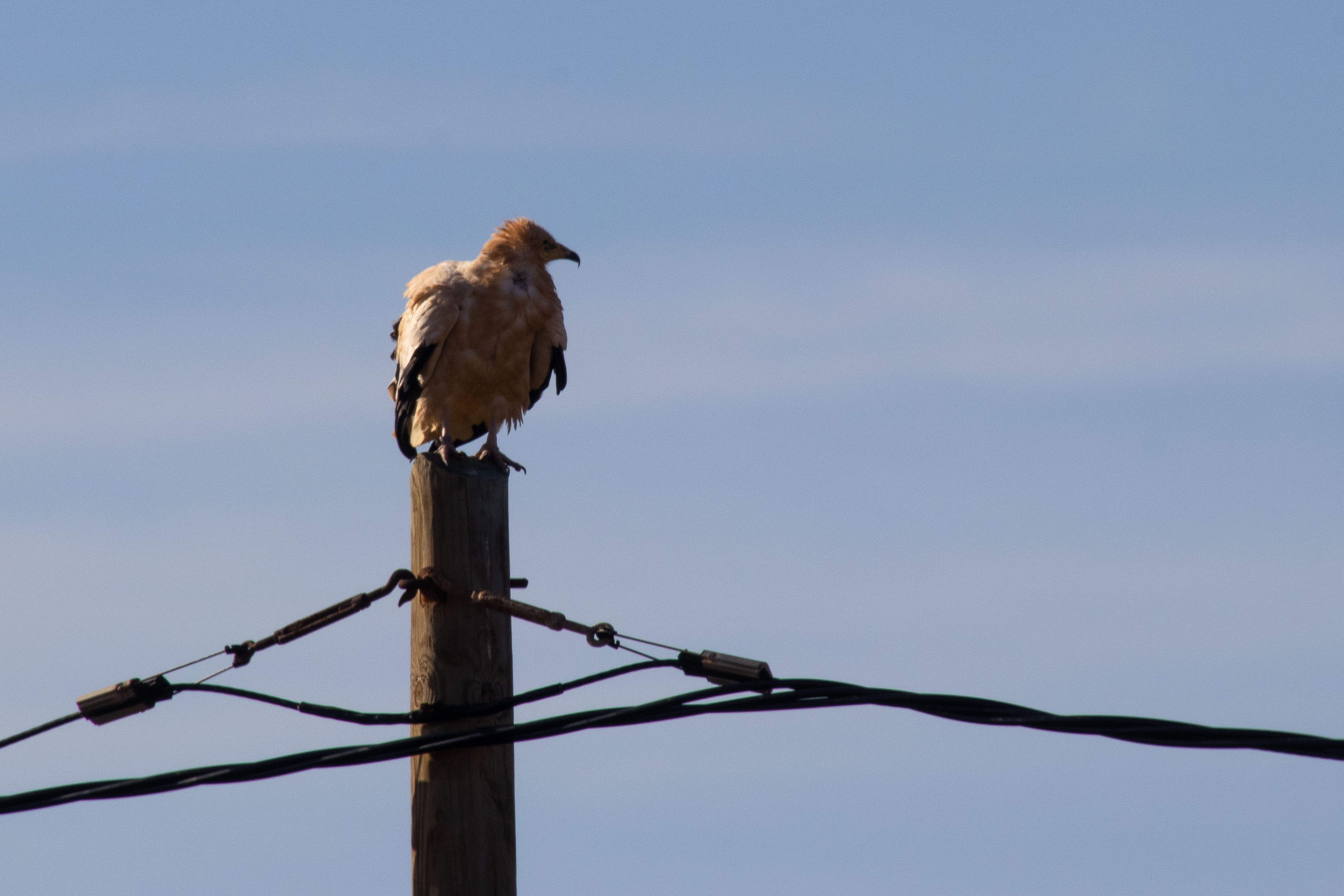 roofvogel - Tiscamanita - Fuerteventura -  Canarische eilanden