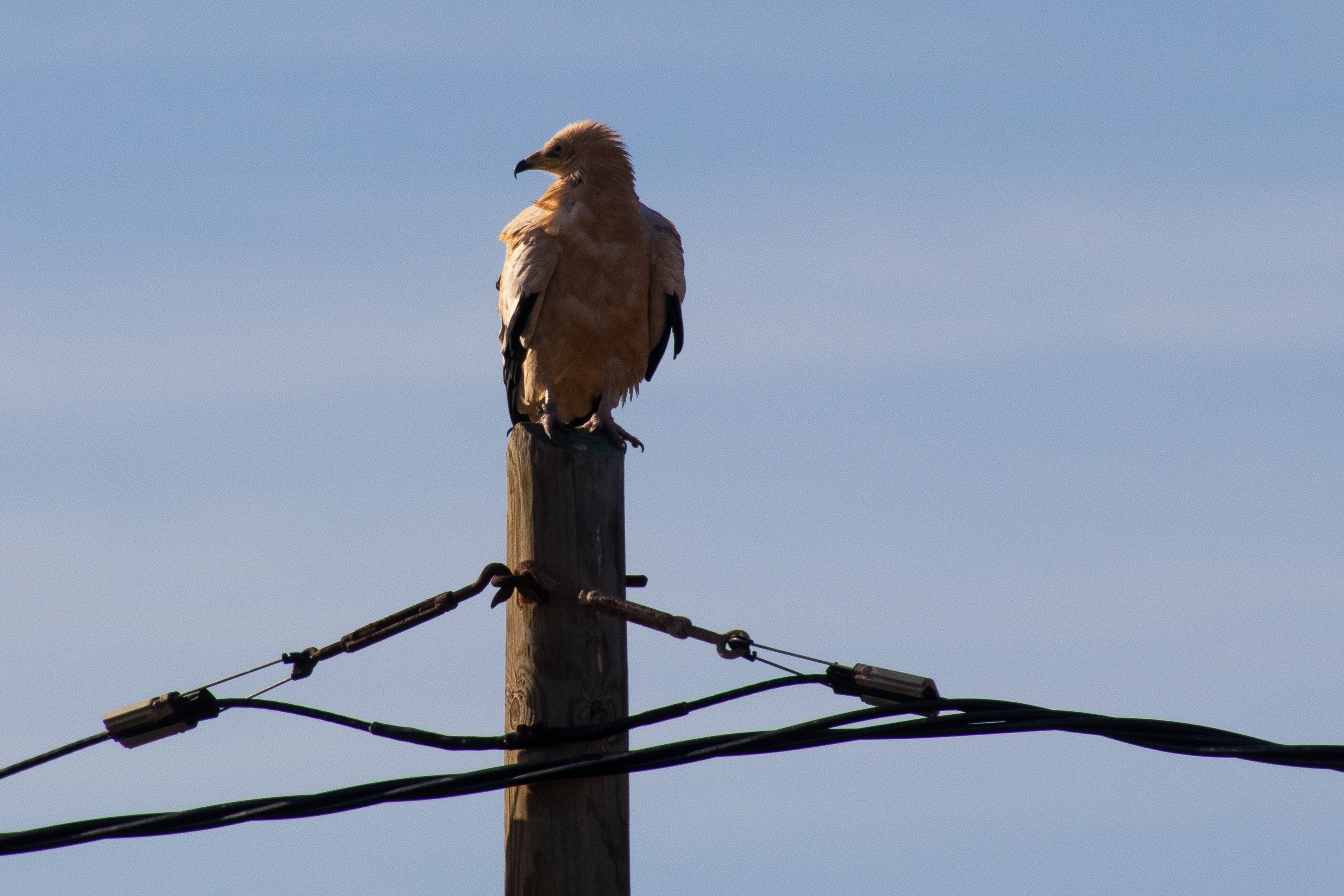 roofvogel - Tiscamanita - Fuerteventura -  Canarische eilanden