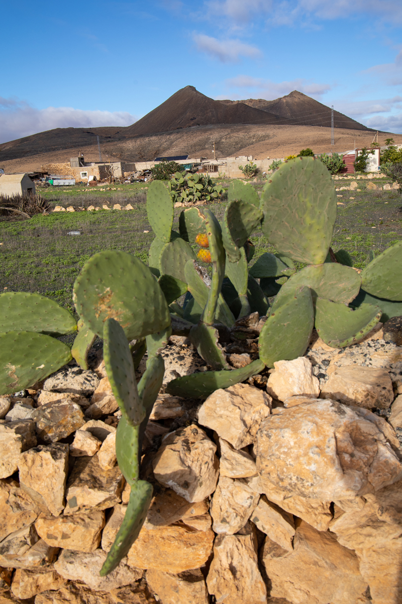 tiscamanita - fuerteventura - canarische eilanden