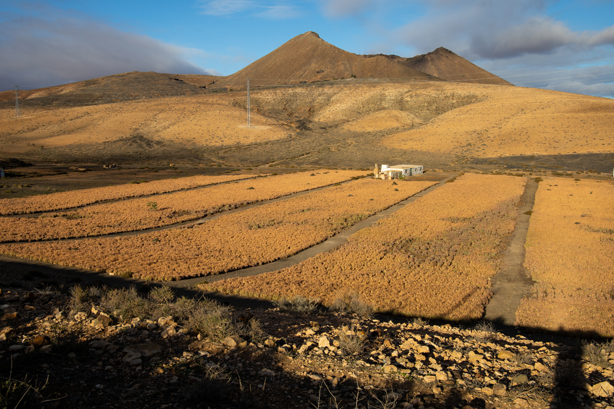 tiscamanita - fuerteventura