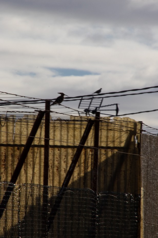 hop - tiscamanita - fuerteventura - canarische eilanden