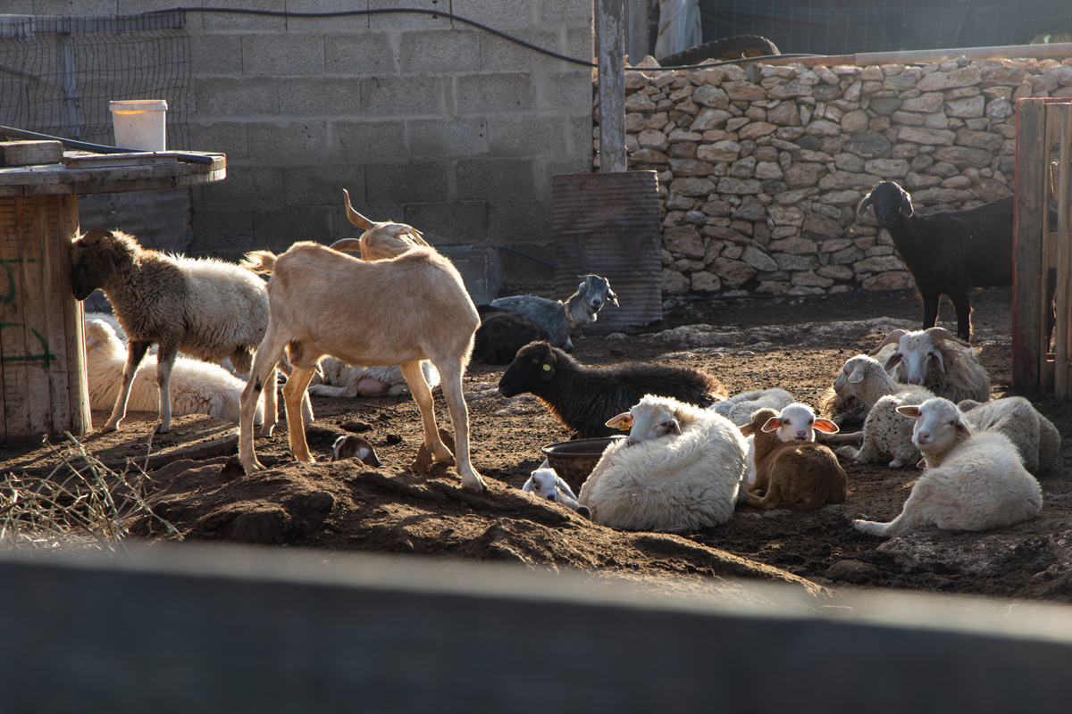 tiscamanita - fuerteventura - canarische eilanden